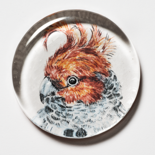 Signature Australian Natives Paperweight Gang Gang