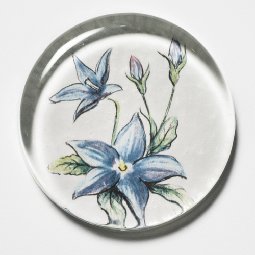Signature Australian Natives Paperweight Bluebell