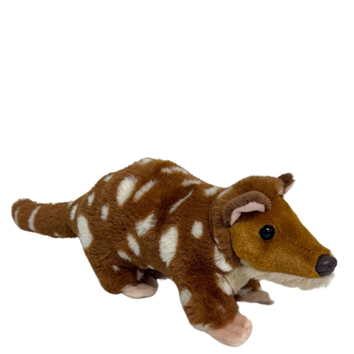 Spotted Quoll