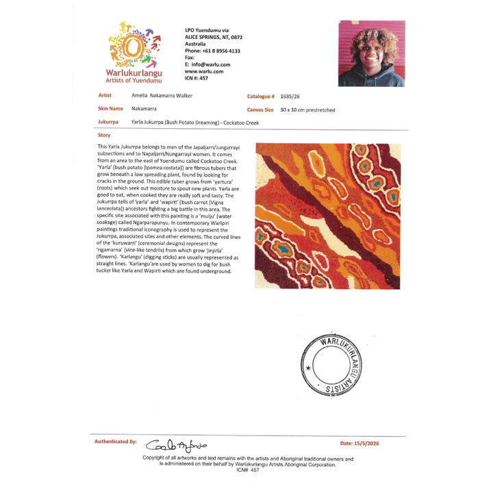 Painting Amelia Nakamarra Walker/Yarla Jukurrpa/Bush Potato Dreaming